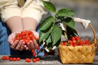 5月18日至6月16日，&ldquo;櫻桃之約&rdquo;邀你共赴！